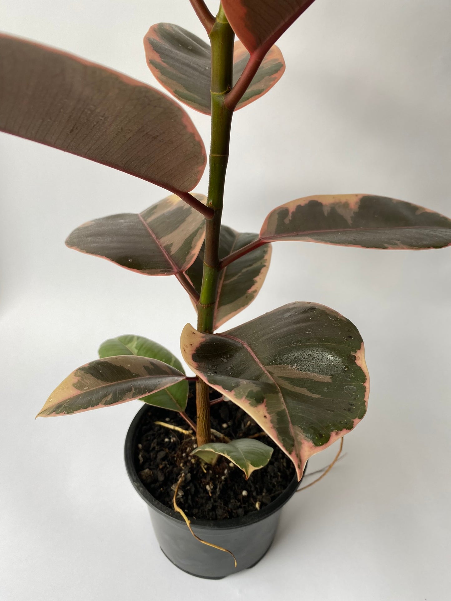 Ficus ‘Ruby’