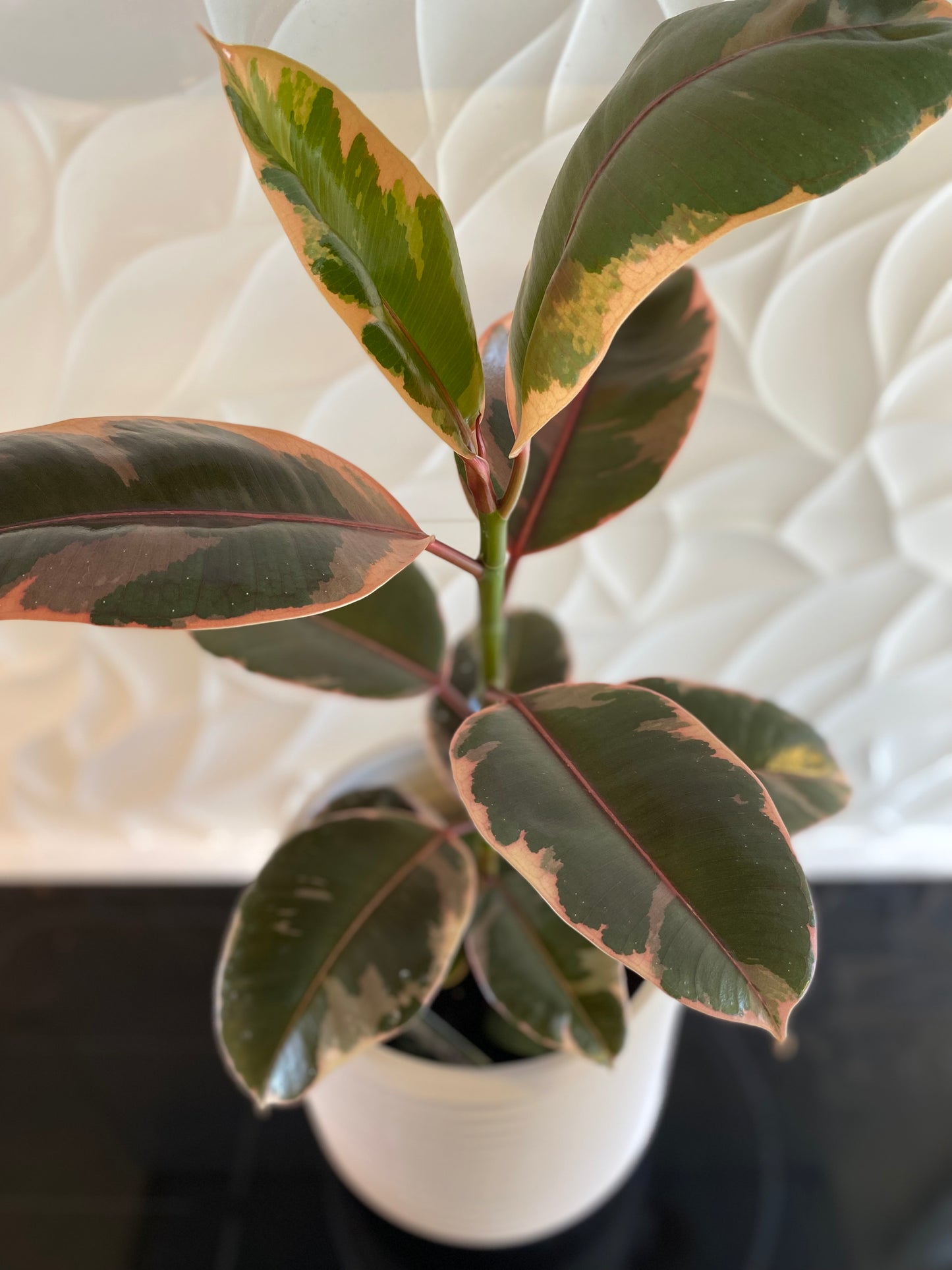 Ficus ‘Ruby’