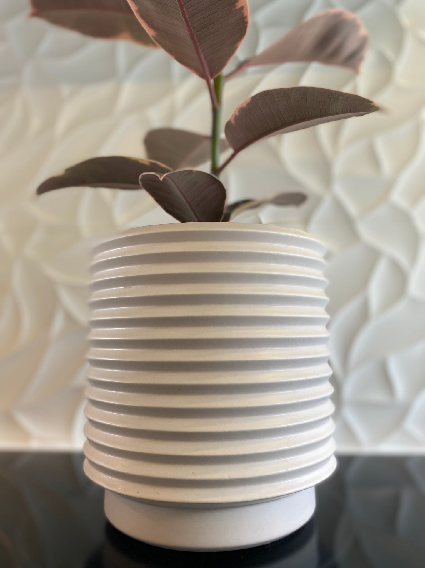 Ficus ‘Ruby’