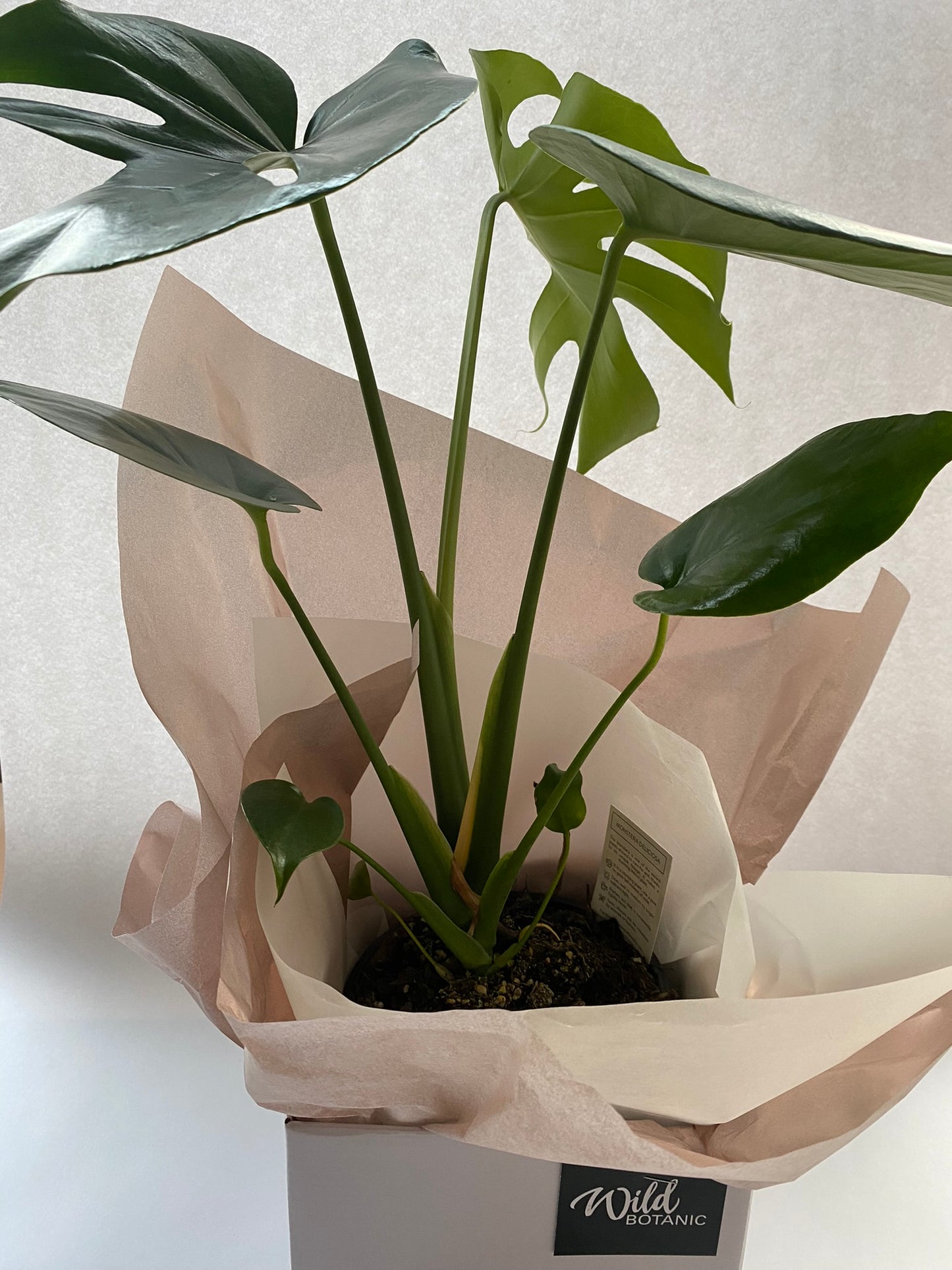 Monstera + Presentation Gift Box