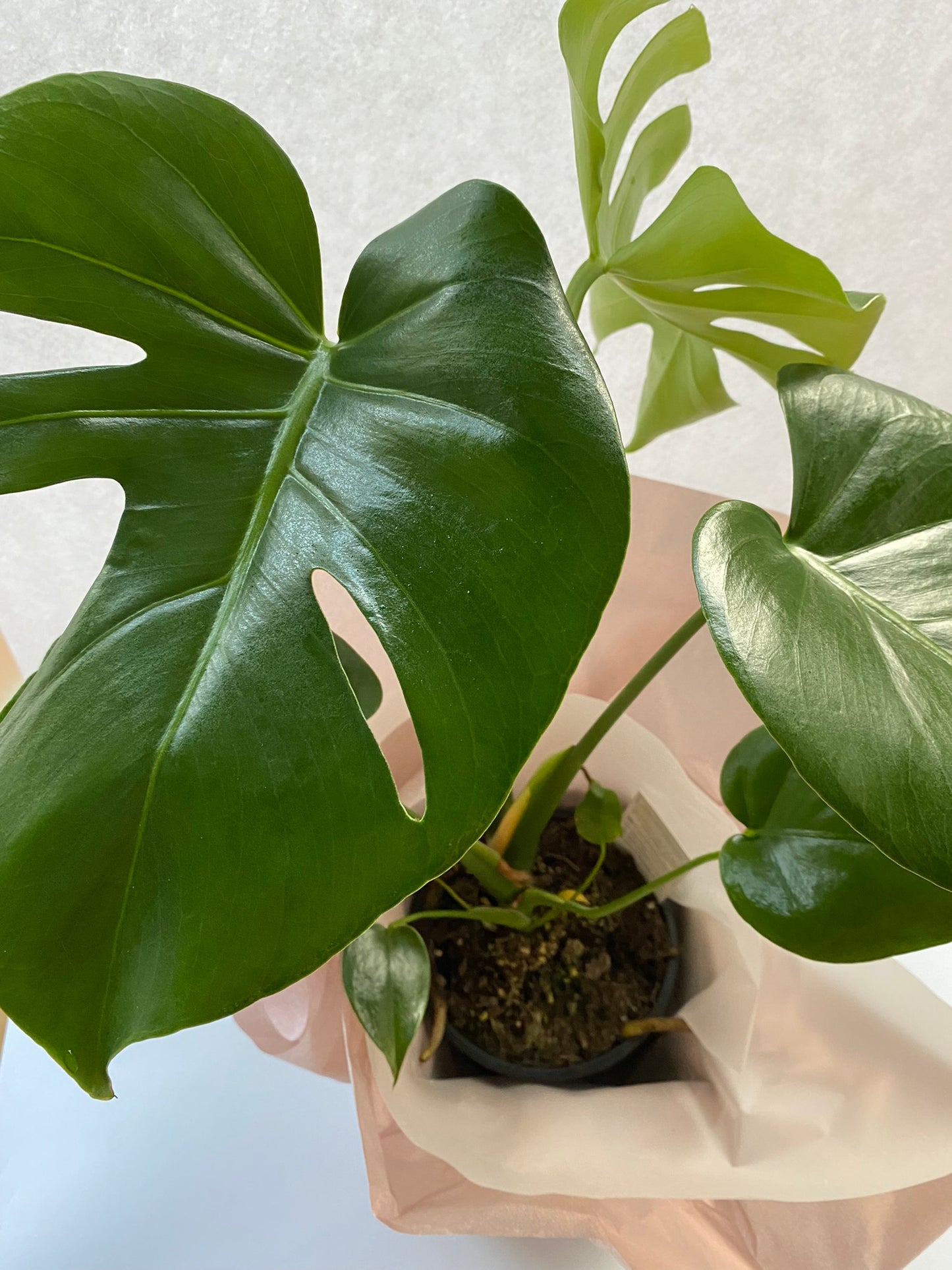 Monstera + Presentation Gift Box