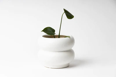 Curved cylinder shape pot is watertight and fully glazed with a matte finish. Dimensions: Small - 16.2 dia. x 11cm h Internal dia - 12cm