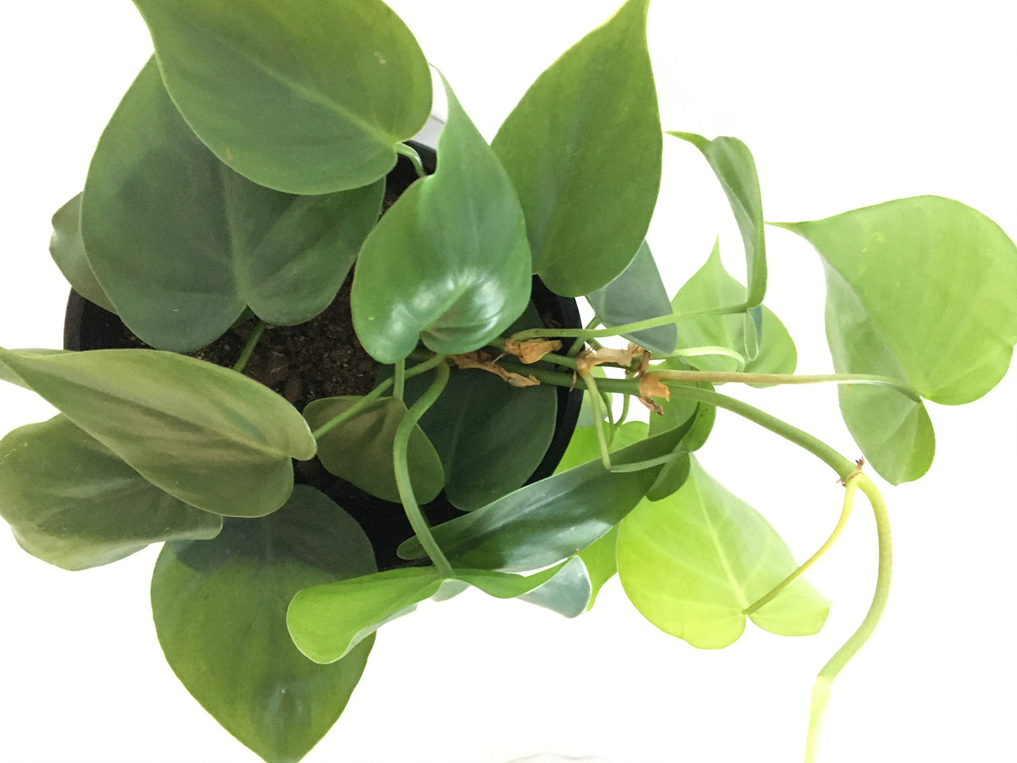 Heartleaf (Philodendron scandens)