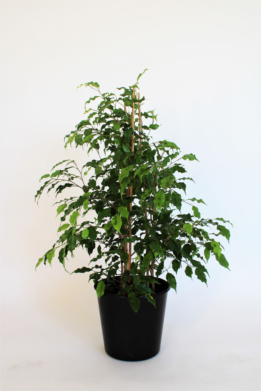 Ficus ‘Reginald’