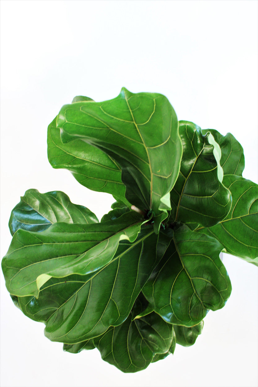 Fiddle Leaf Fig (Ficus lyrata)