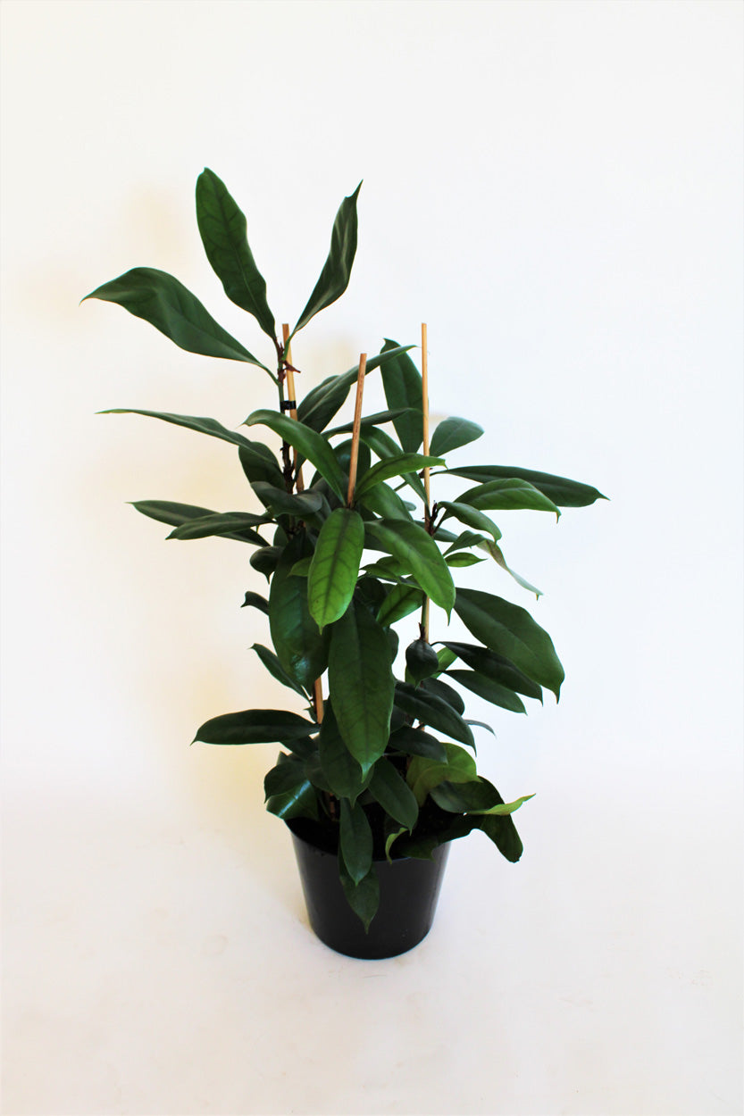 Ficus Cyathistipula (African Fig)