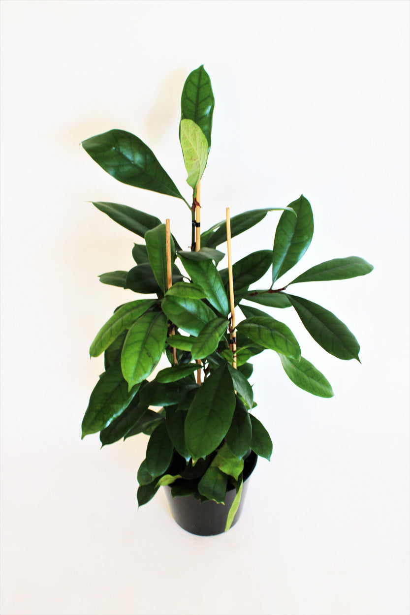 Ficus Cyathistipula (African Fig)