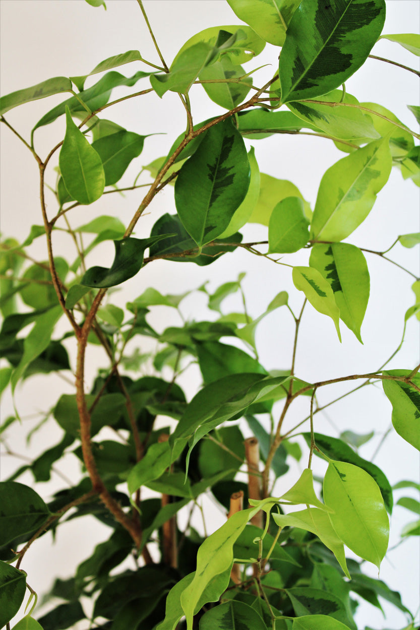 Ficus ‘Reginald’