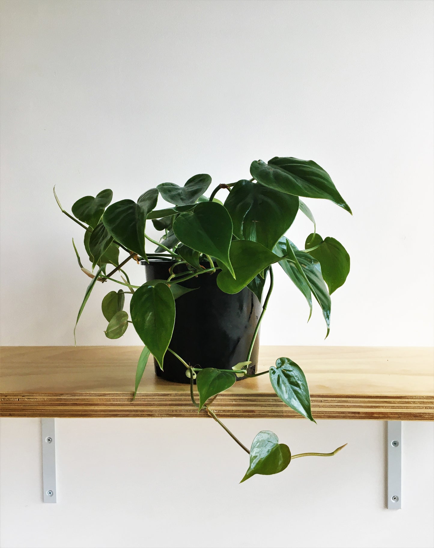 Heartleaf (Philodendron scandens)