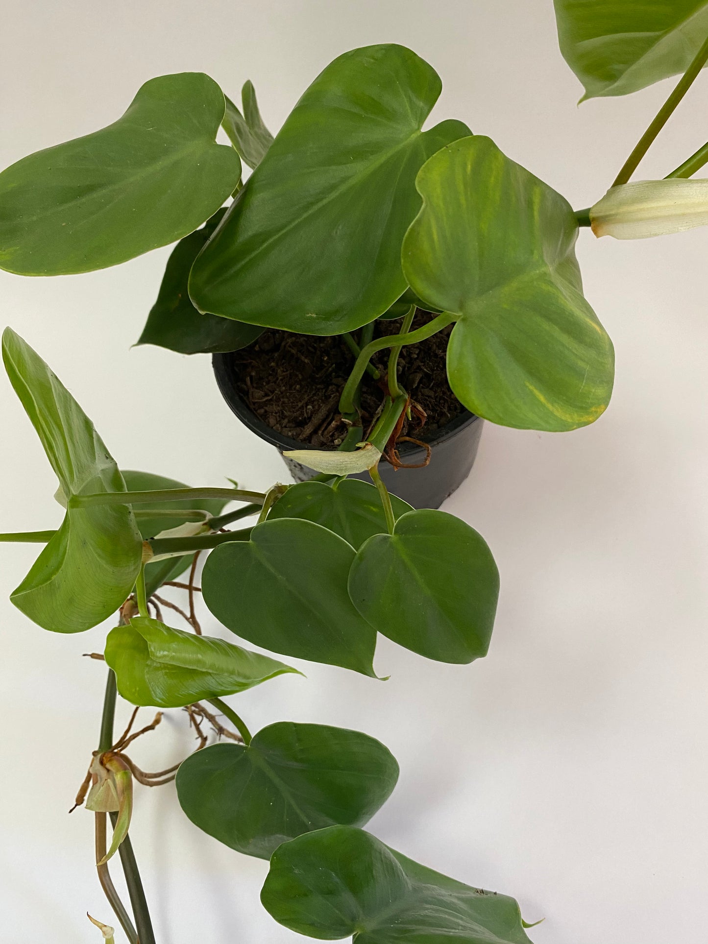 Heartleaf (Philodendron scandens)