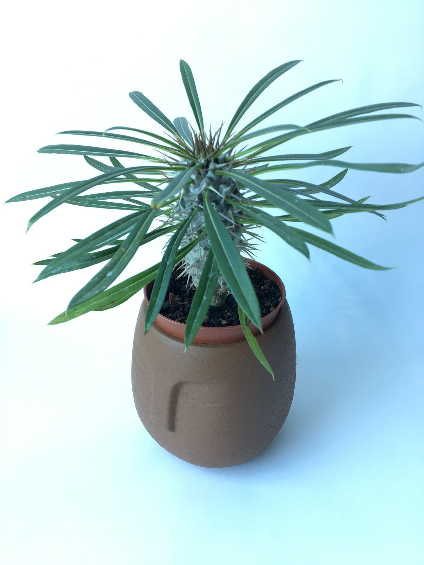 Sleeping face planter (pairs well with 10cm succulent)