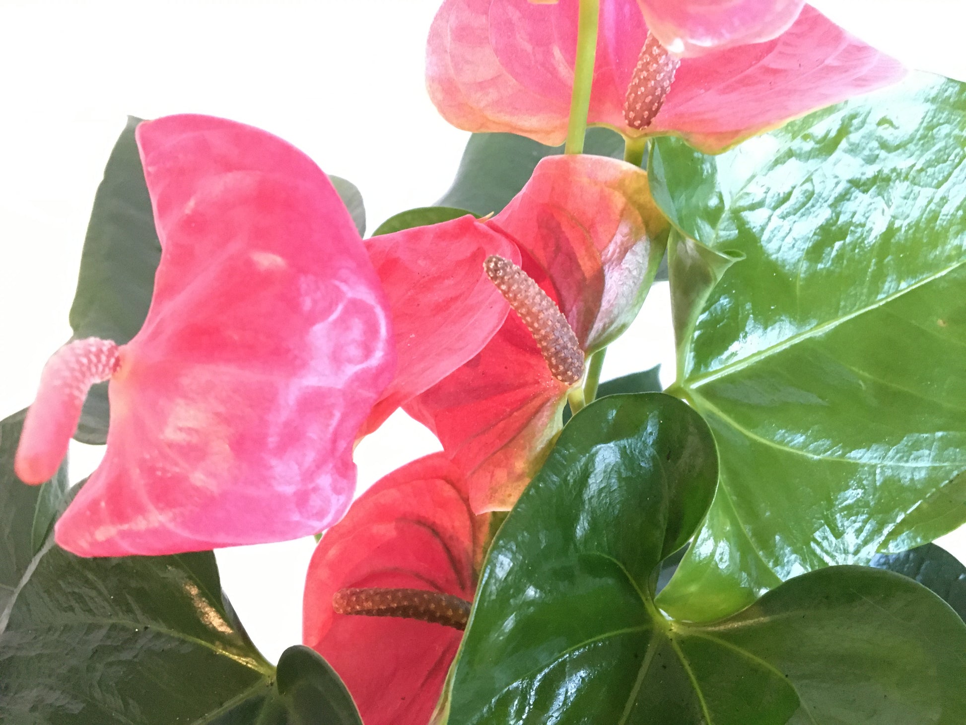 Anthurium (Flamingo flower) - Close Up