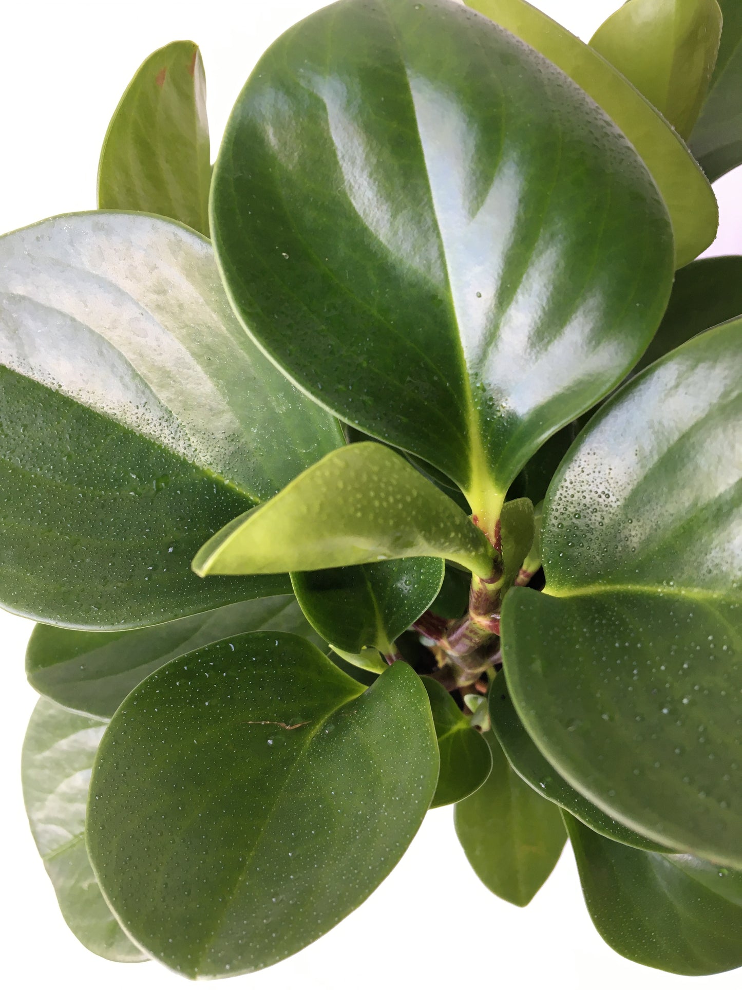 Peperomia obtusifolia ‘Jade’