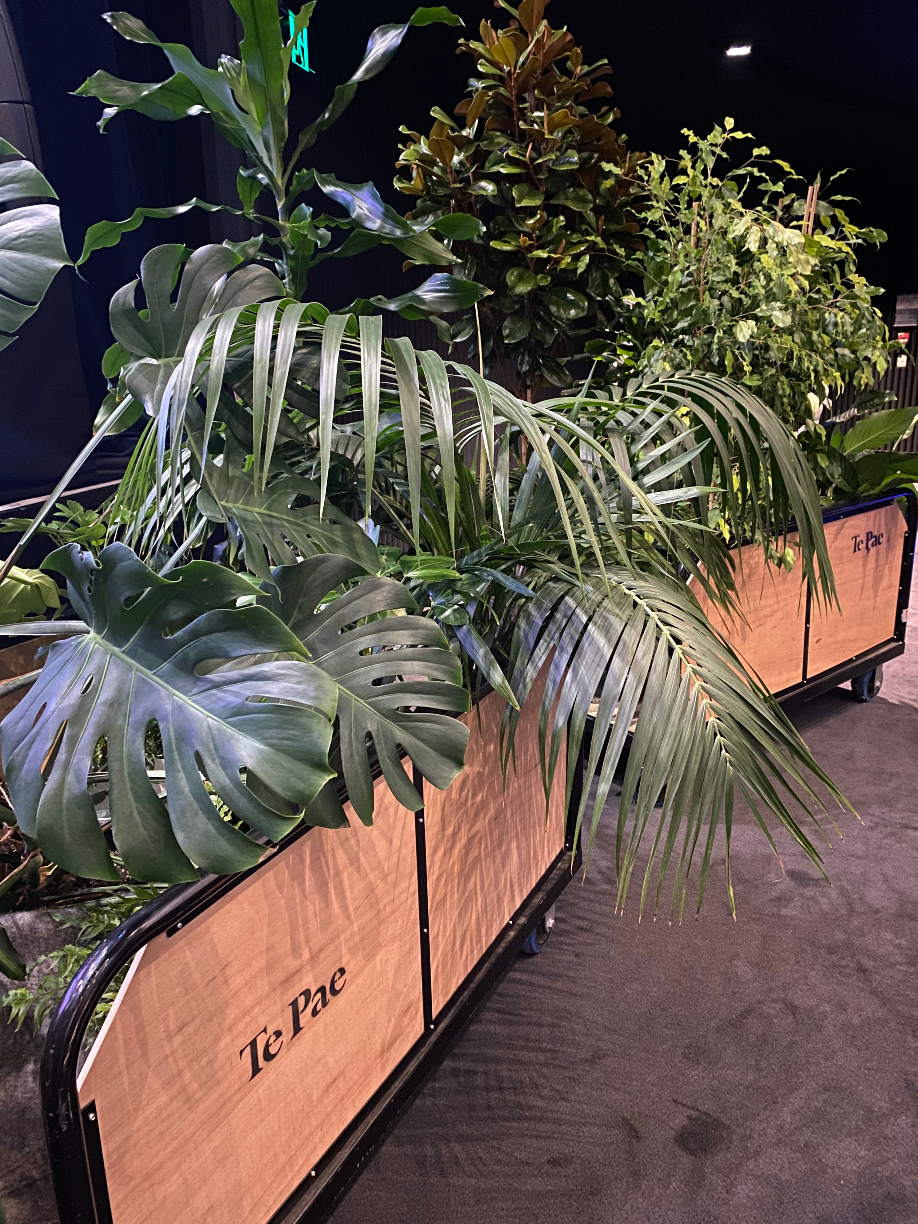 Plant hire and stage styling at Te Pae, Christchurch Convention Centre