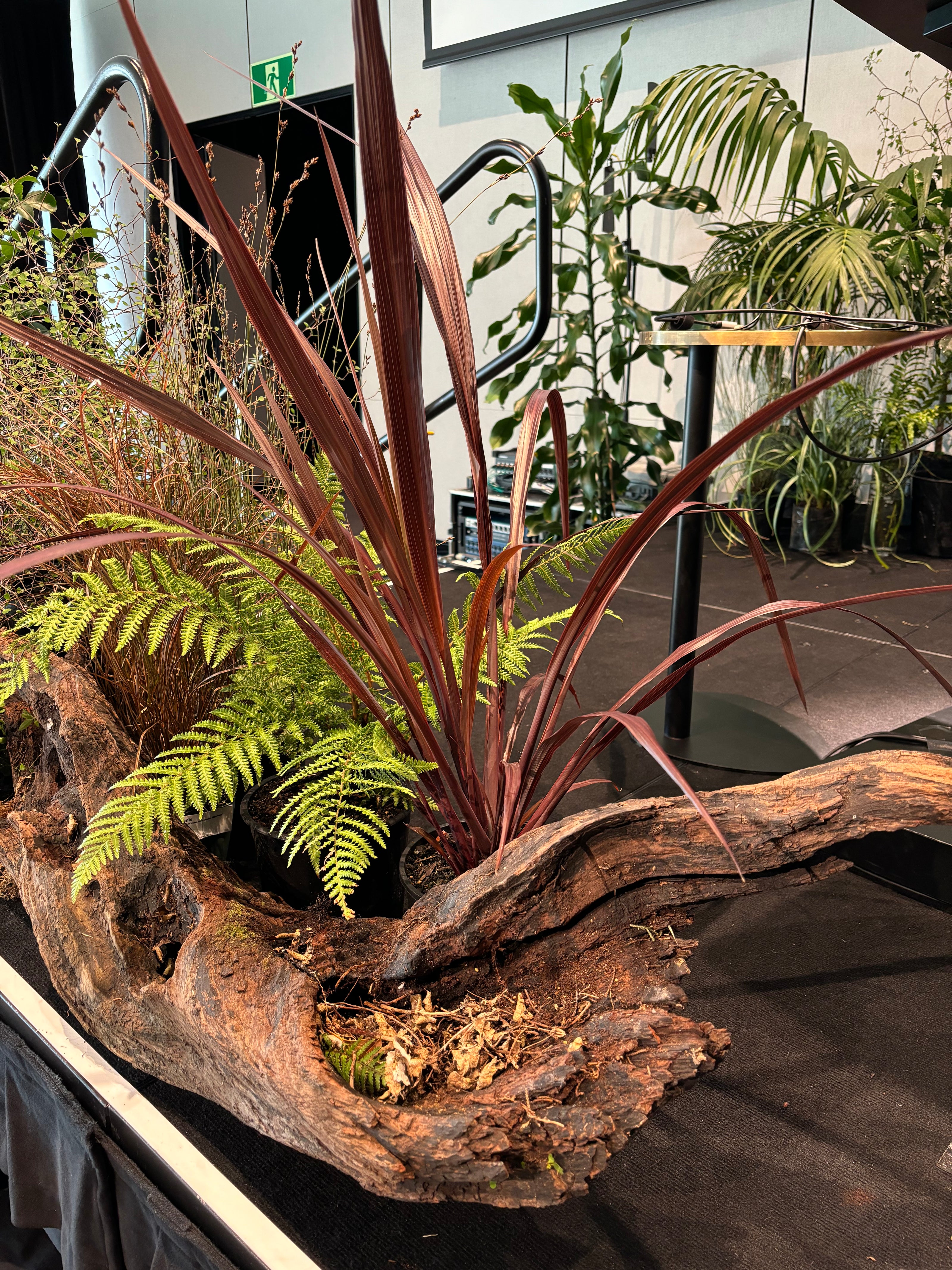 Native plant hire and styling for stage for Convention at Te Pae, Christchurch Convention Center