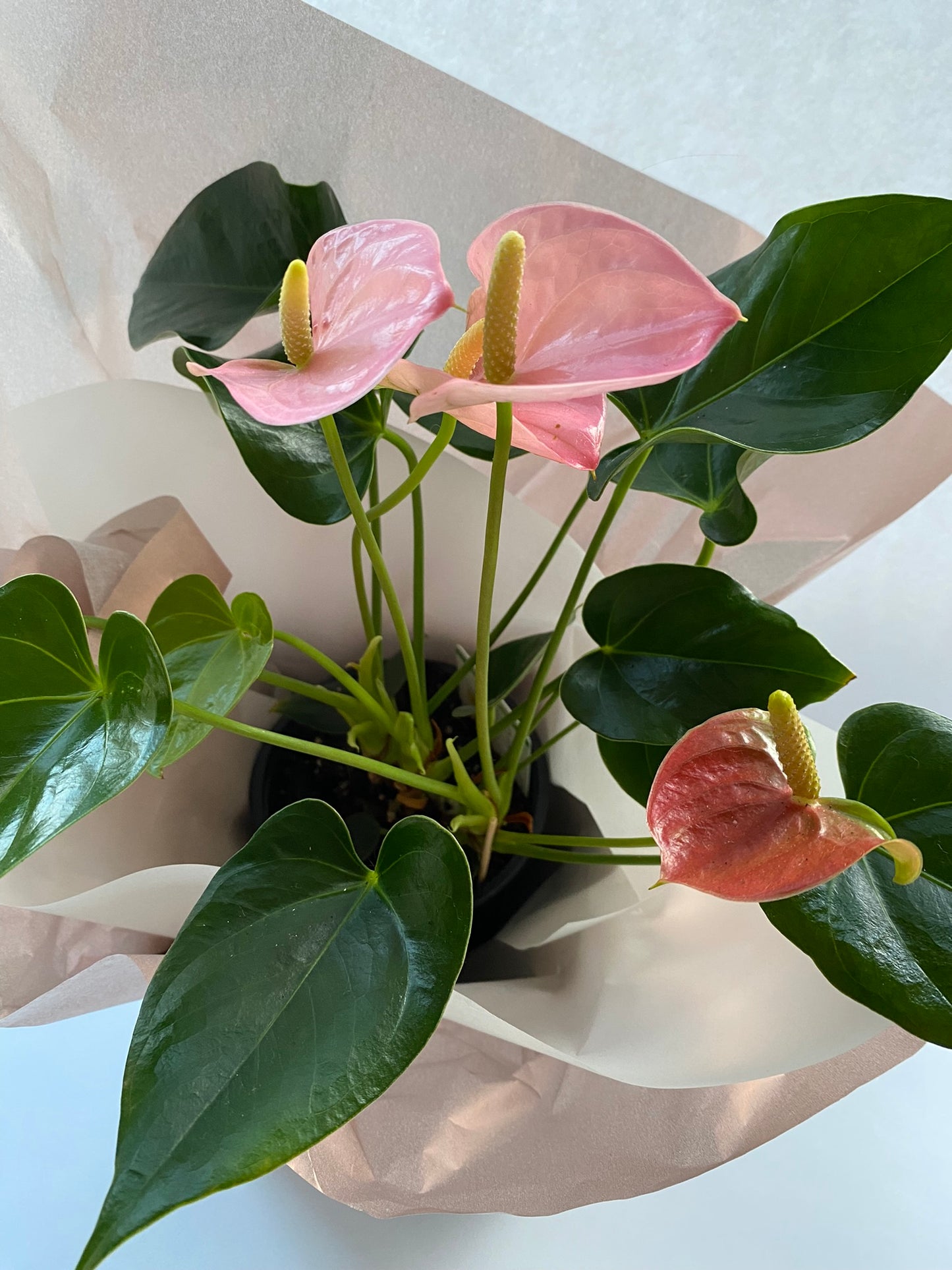 Anthurium Flamingo Plant + Presentation Gift Box