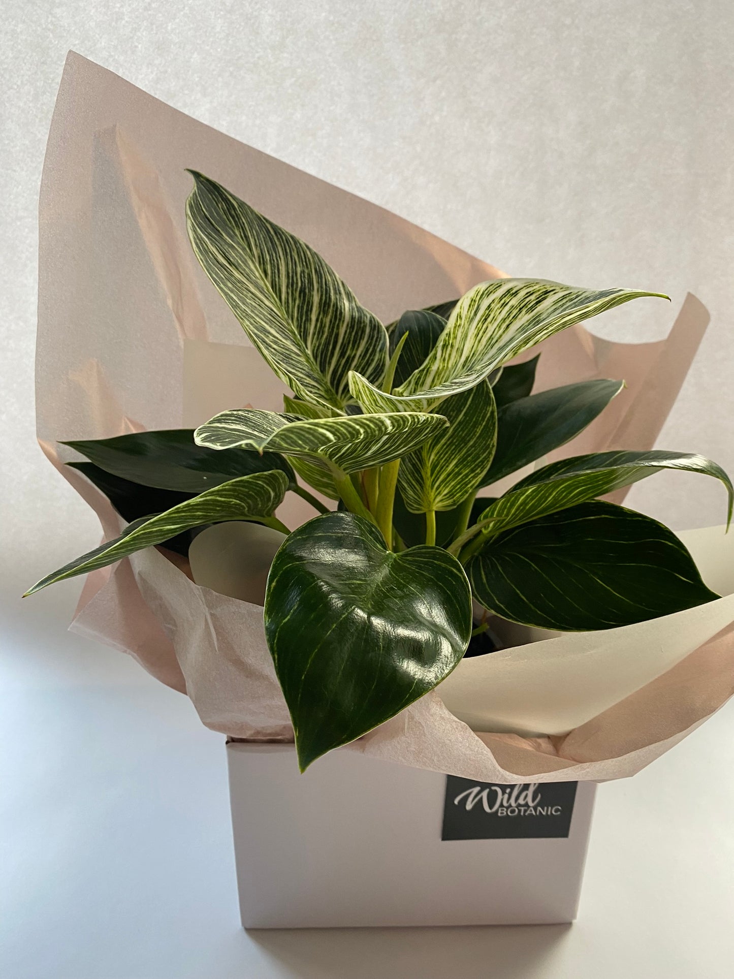 Philodendron ‘Birkin’ + Gift Box