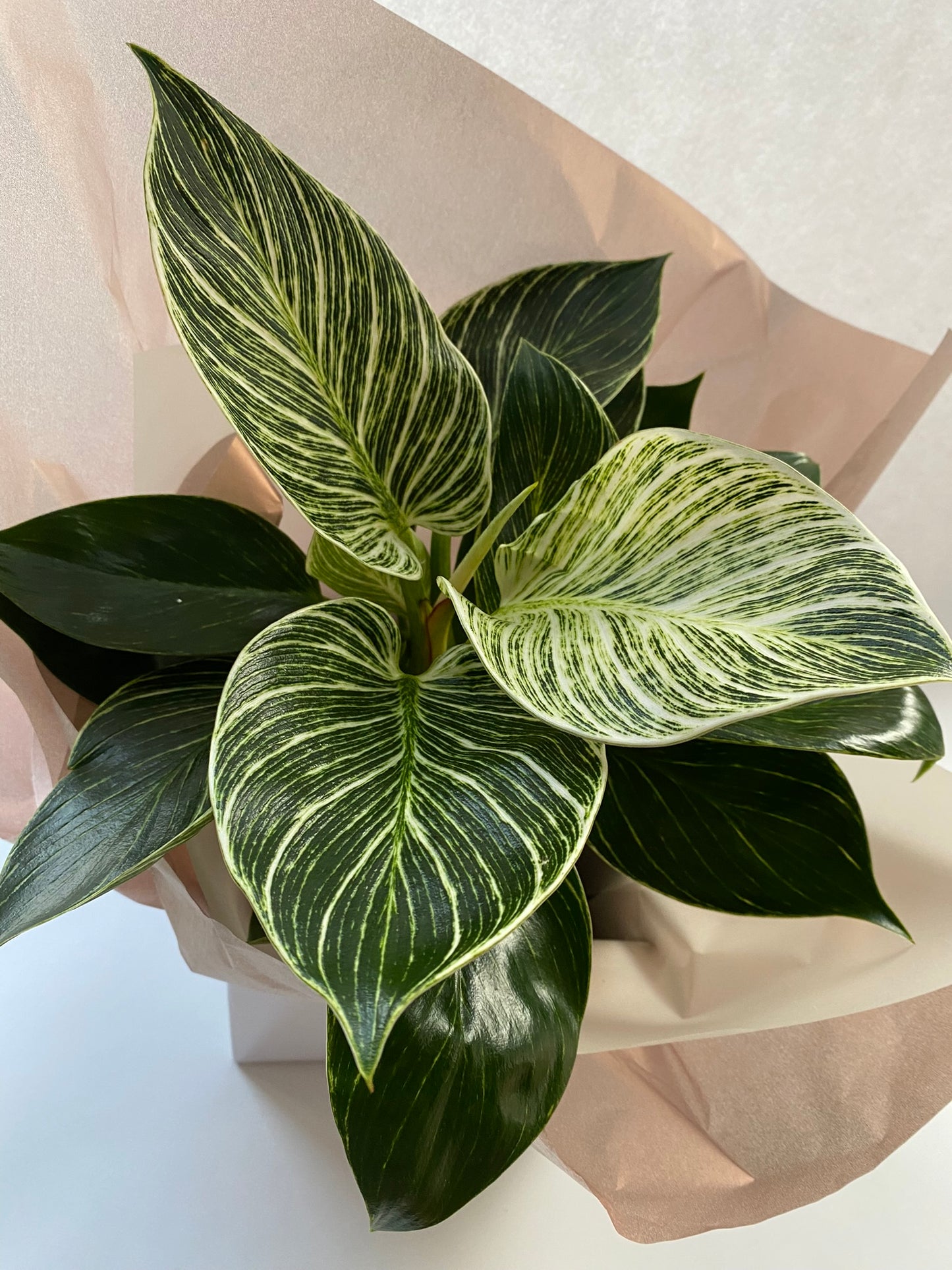 Philodendron ‘Birkin’ + Gift Box