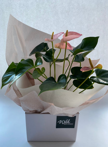 Anthurium Flamingo Plant + Presentation Gift Box