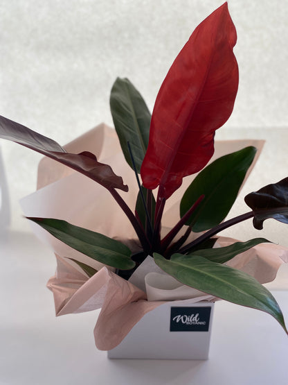 Philodendron ‘Sun Red’ + Gift Box