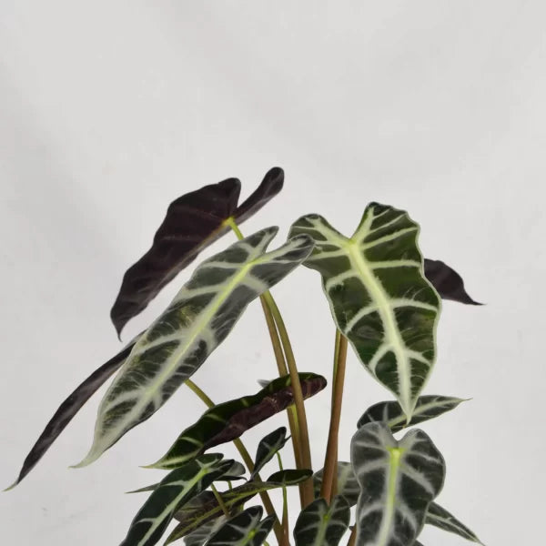 Alocasia Bambino is a compact, ornamental plant - Close up view