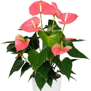 Anthurium (Flamingo flower) - Full