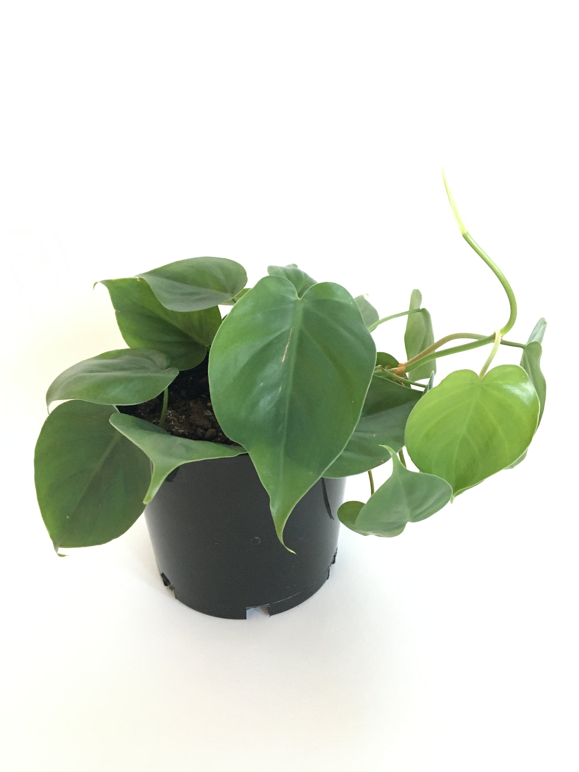 Heartleaf (Philodendron scandens) – Wild Botanic