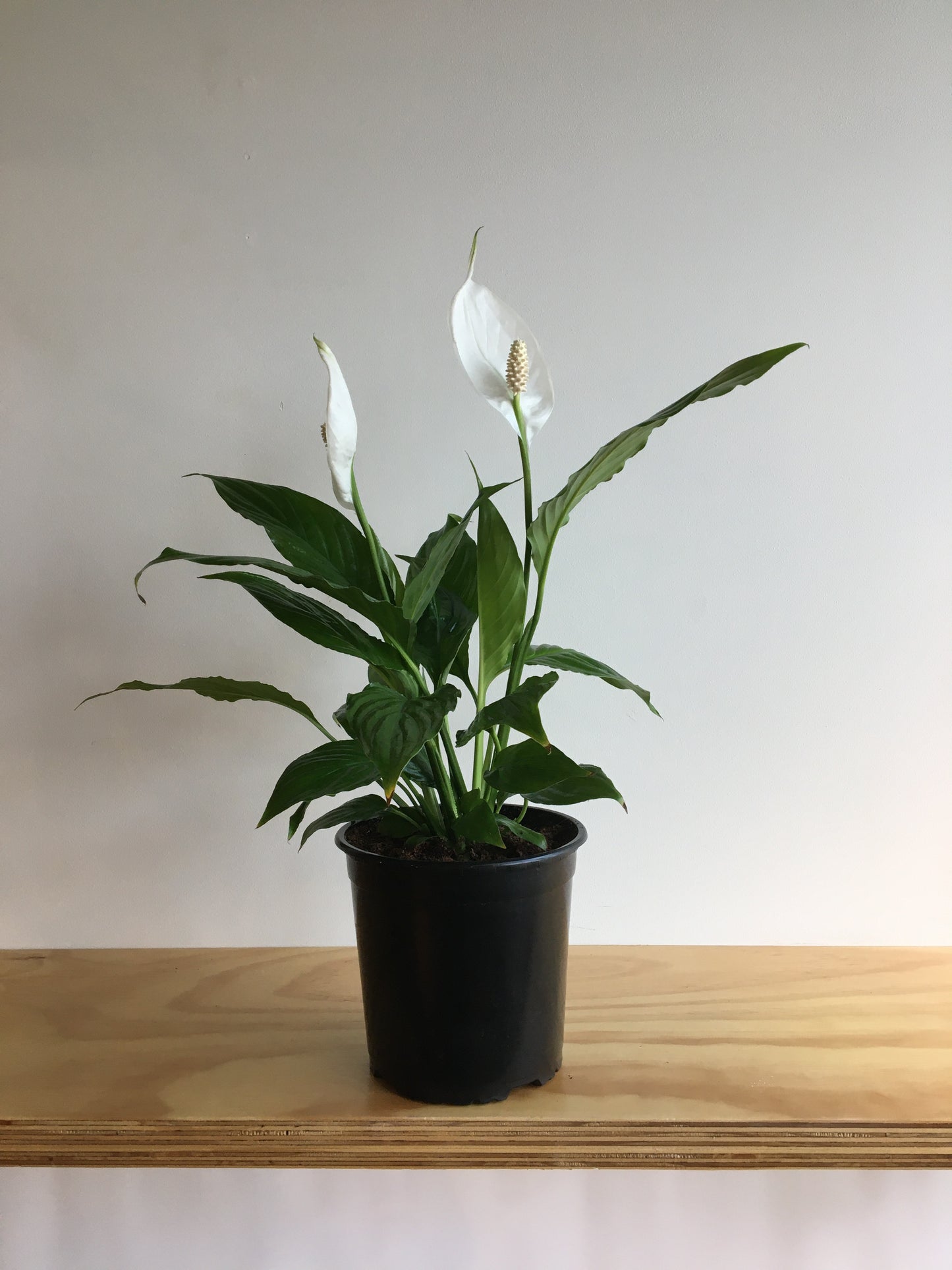 Peace Lily