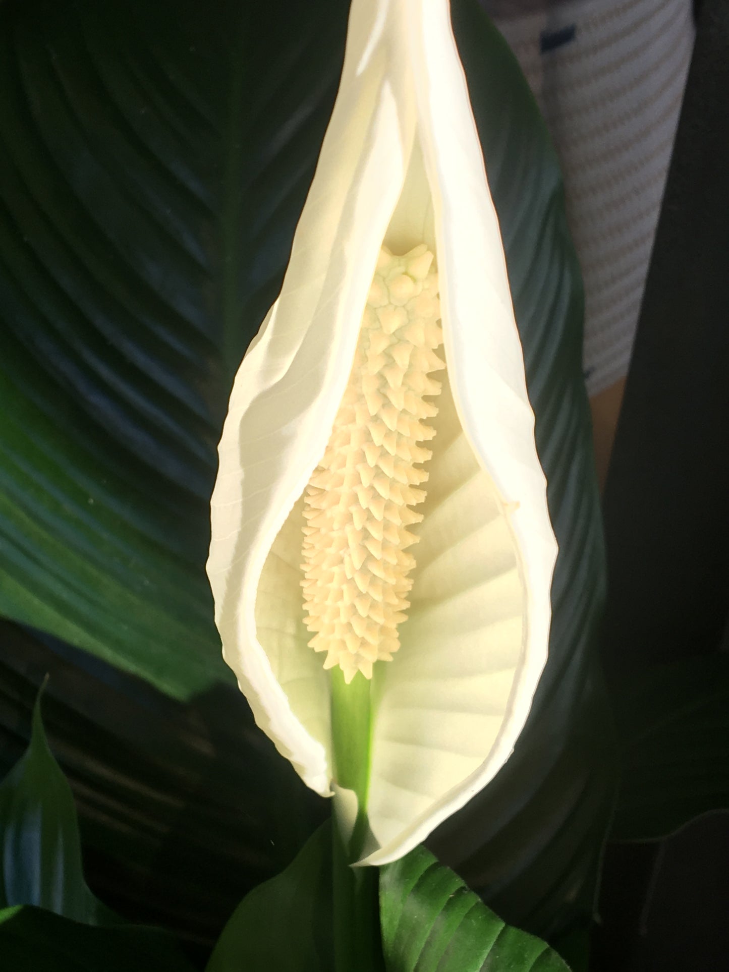 Peace Lily