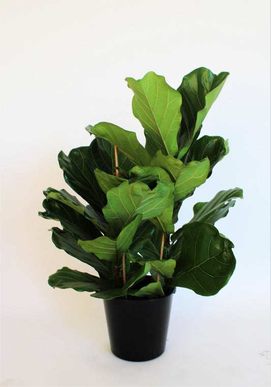 Fiddle Leaf Fig (Ficus lyrata)