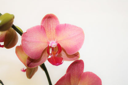 Phalaenopsis orchid (Moth Orchid)