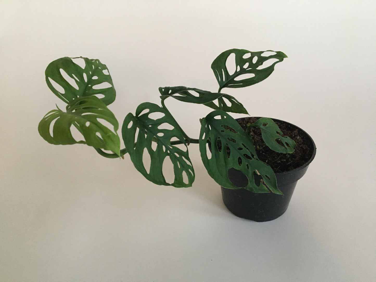 Swiss Cheese Plant (Monstera adansonii)