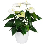 Anthurium (Flamingo flower) - White