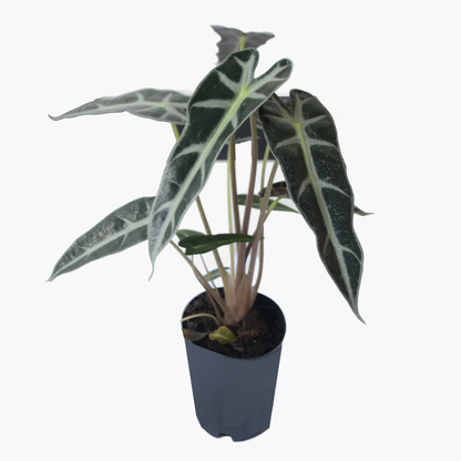Alocasia Bambino is a compact, ornamental plant - front view