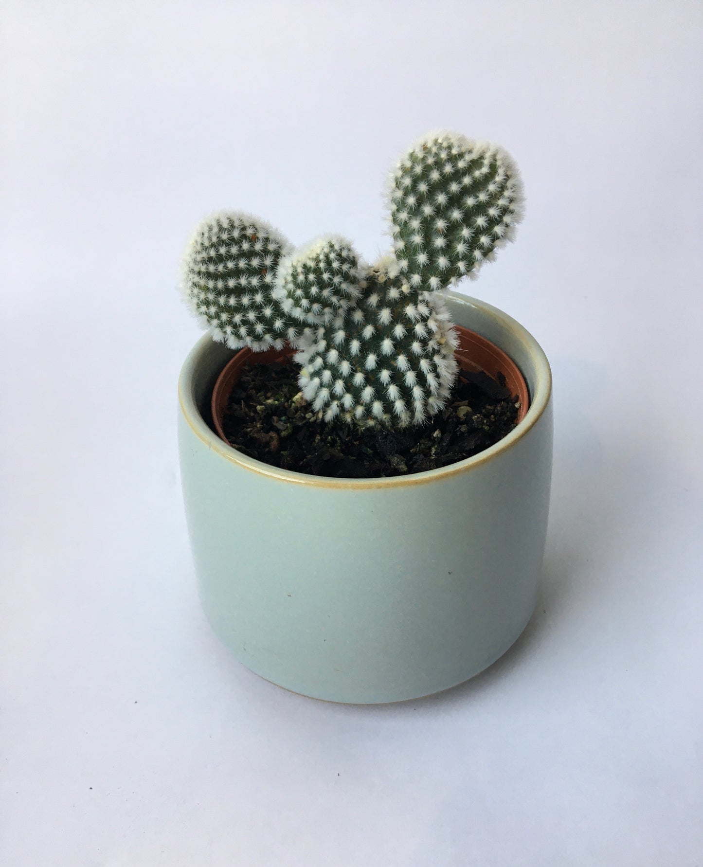 Lester Pot paired with 8cm Cacti or Succulent