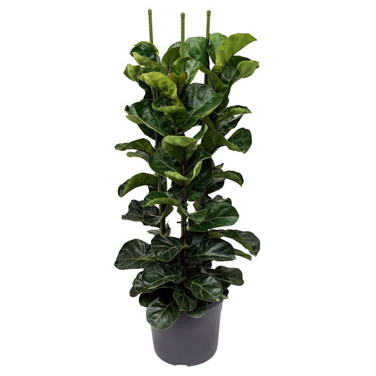 Ficus ‘Bambino’