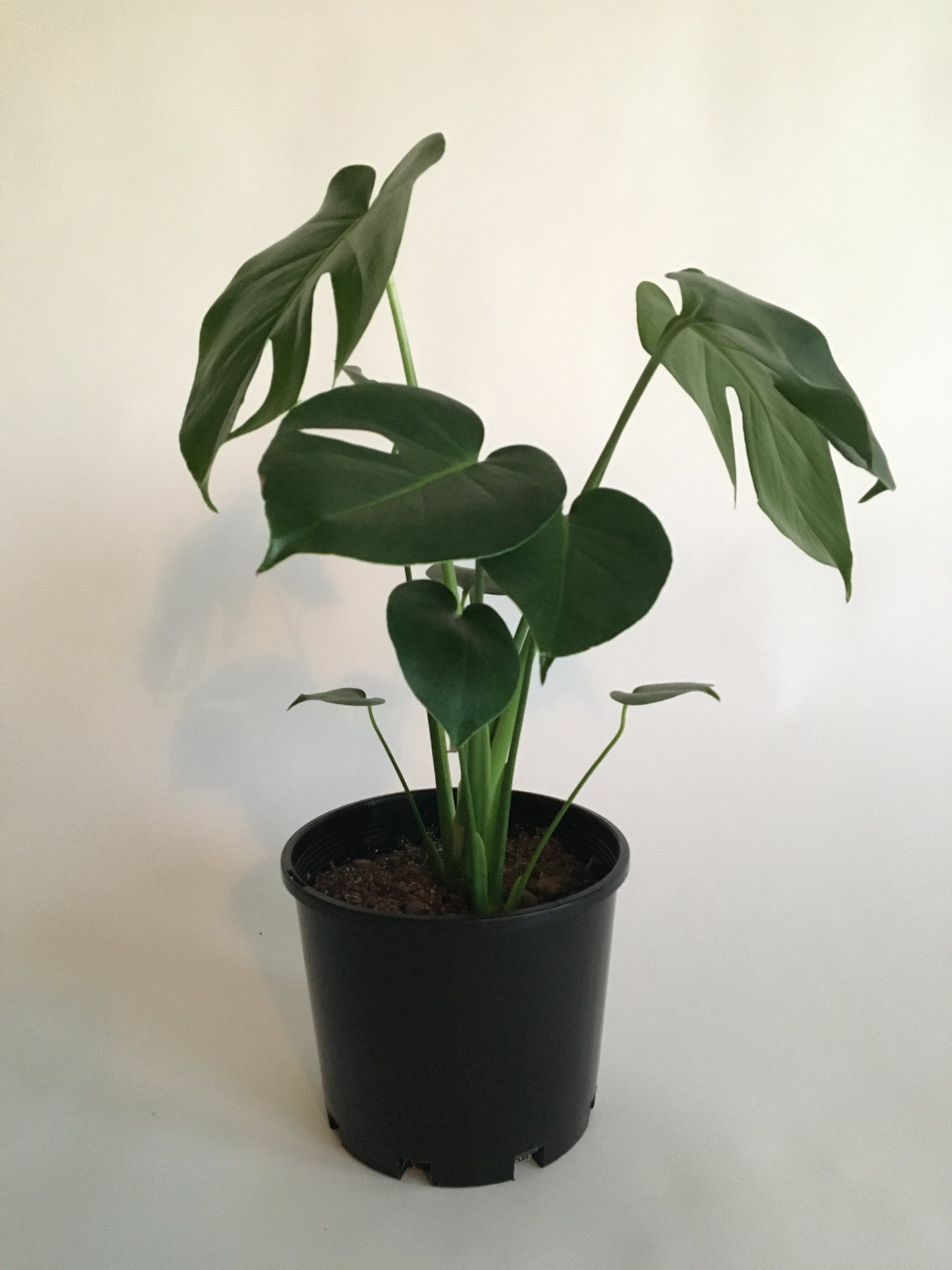 Monstera deliciosa