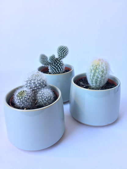 Lester Pot paired with 8cm Cacti or Succulent