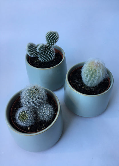 Lester Pot paired with 8cm Cacti or Succulent