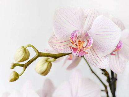 Phalaenopsis orchid (Moth Orchid)